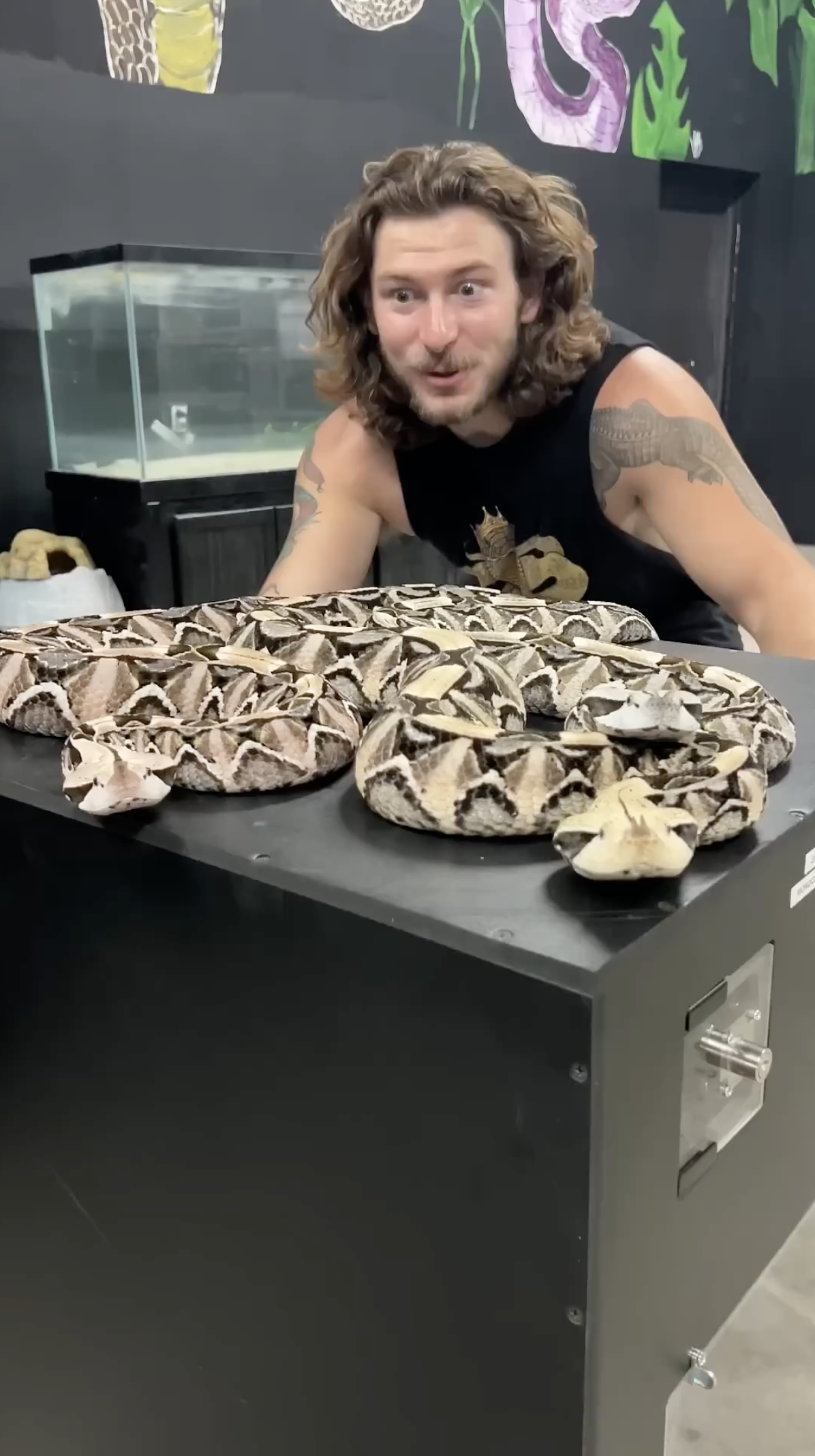 Gaboon vipers have the longest fangs of any snake