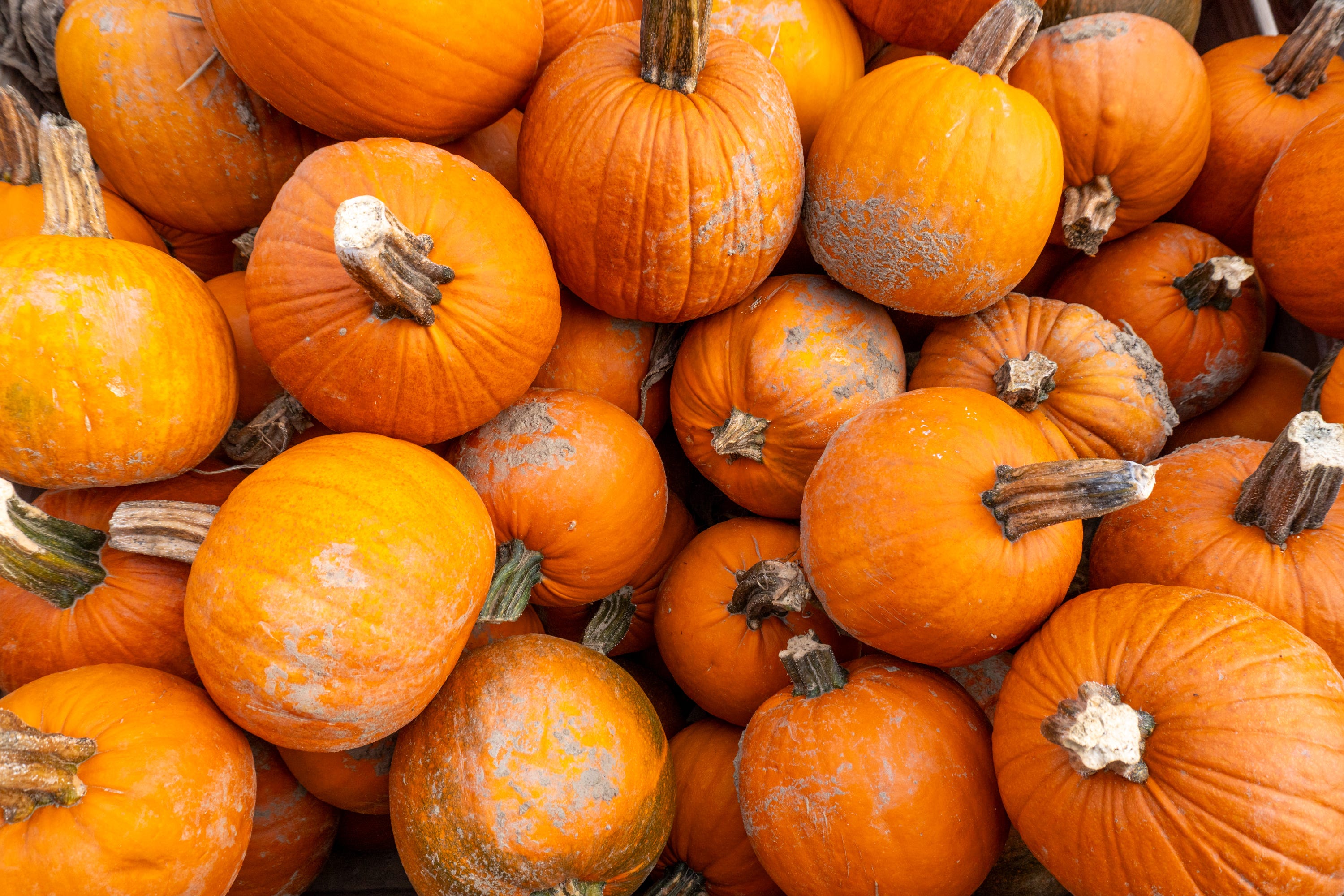 Fall fest in Florida? Not so fast