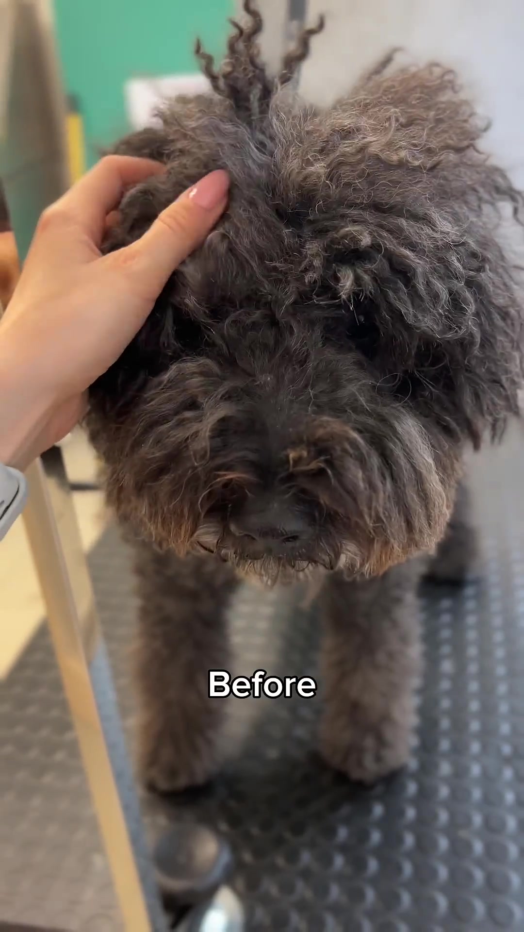 Curly Poodle Makeover: Dramatic Before & After Dog Grooming Transformation!