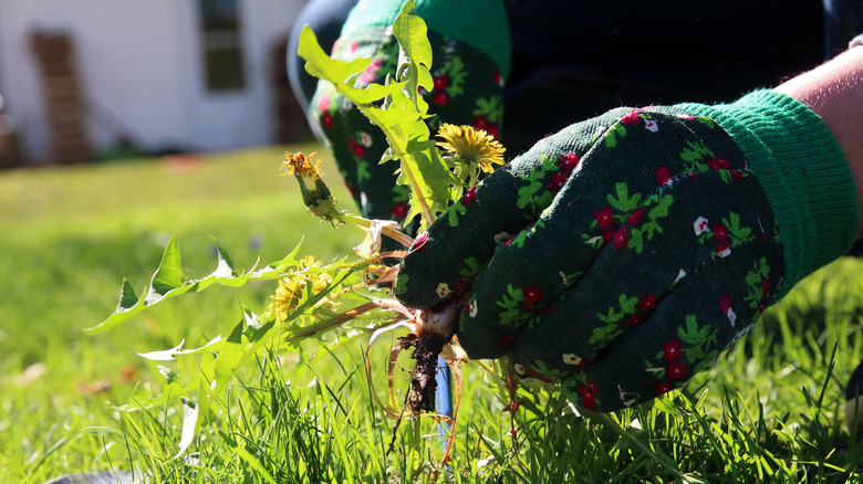 Man uses two Home Depot finds to prevent grassy lawn weeds