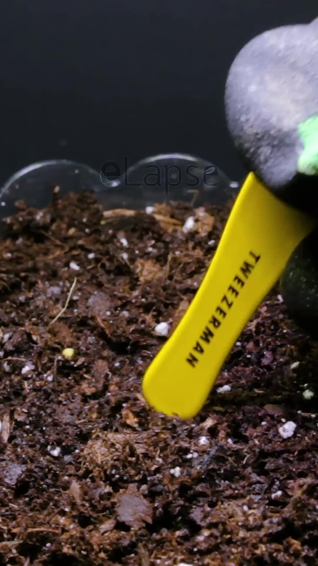 Kohlrabi growing time lapse
