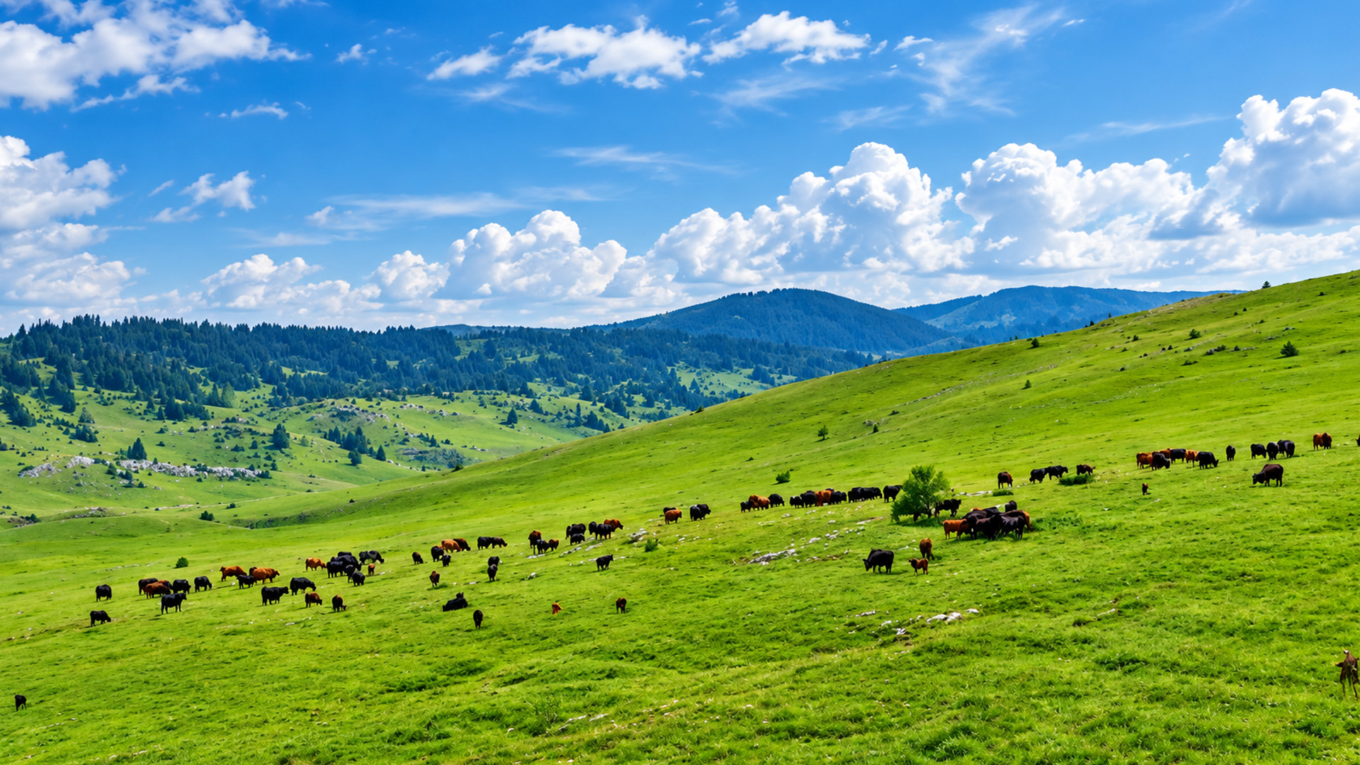 Green pastures stretching across the Pešter Plateau