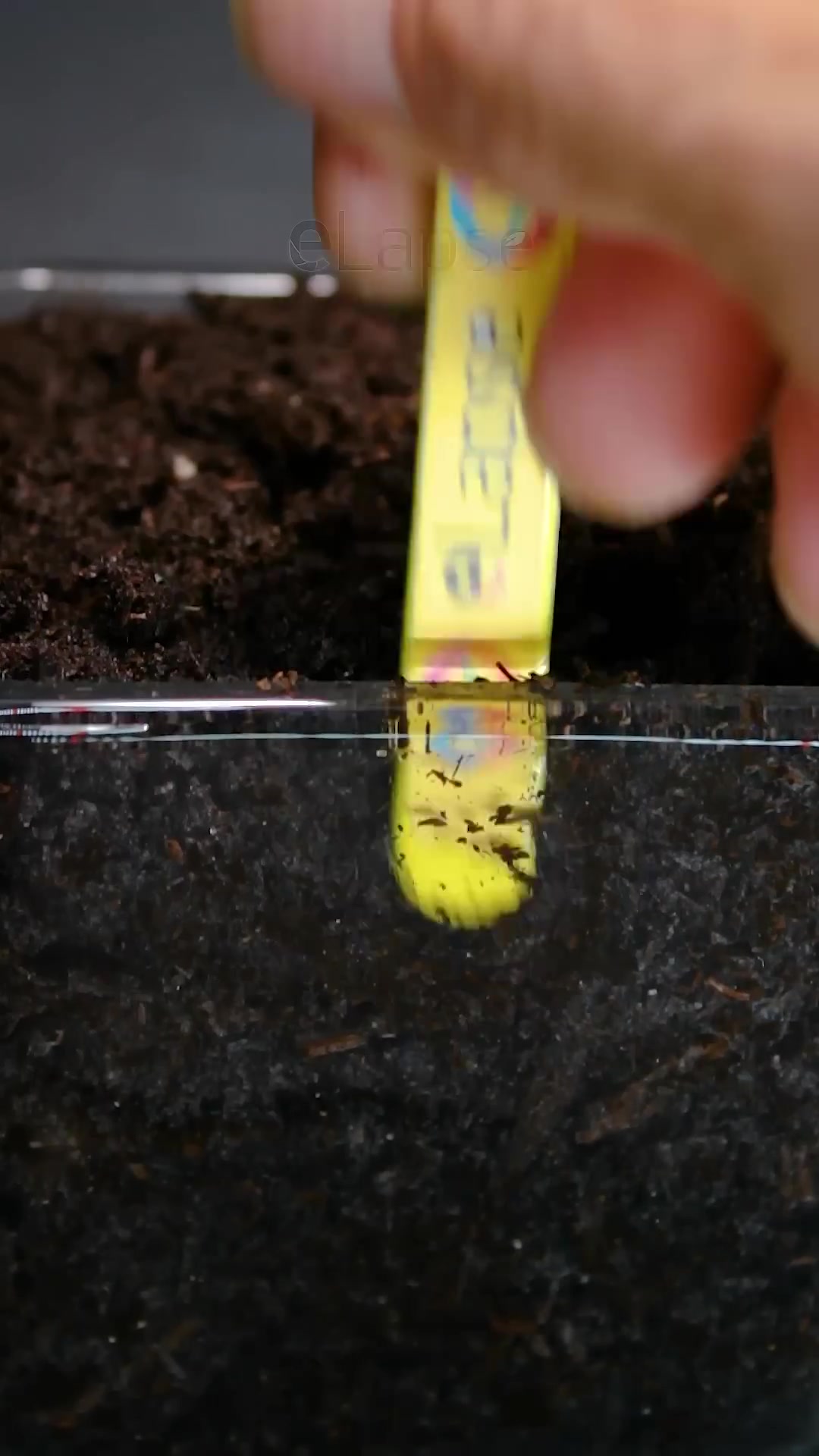 Bean sprouting time lapse