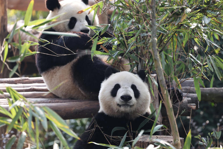 Two giant pandas, emblems of China soft diplomacy, arrive in US
