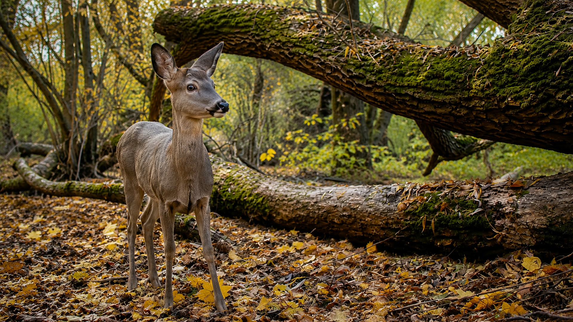 Hert alert onder met mos bedekte omgevallen bomen vastgelegd met wildcamera