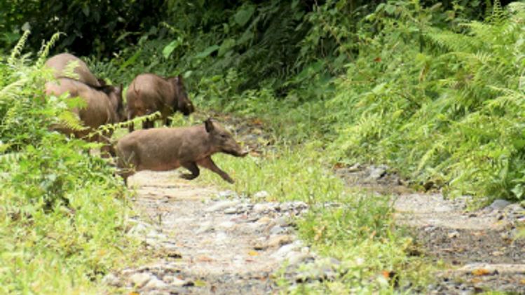 Modi highlights Assam's wildlife conservation efforts in Mann Ki Baat ...