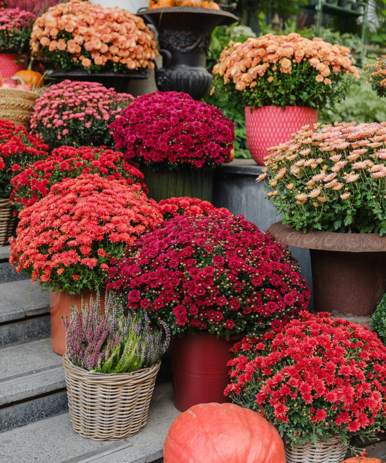 The secret design tricks that make mums look more expensive, for a high ...