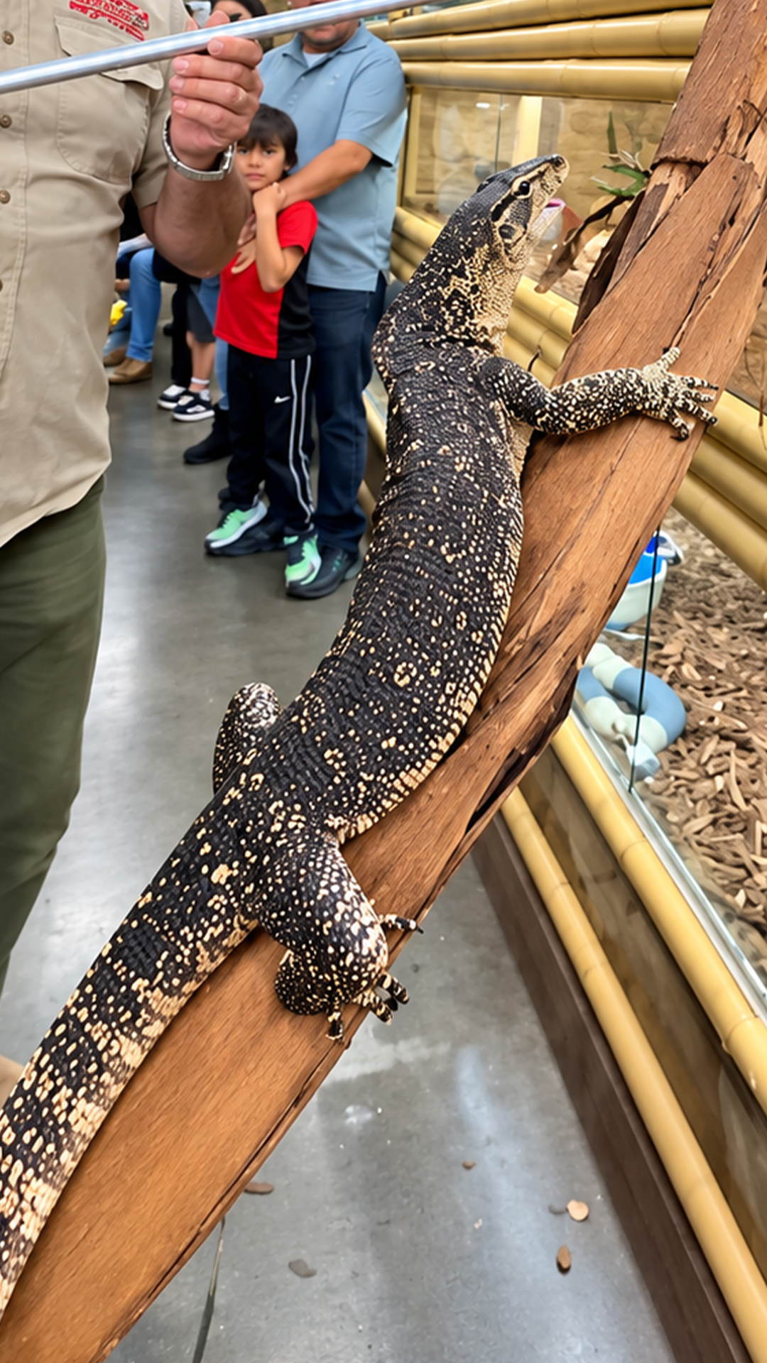 Hungry monitor lizard mistakes his feet for food