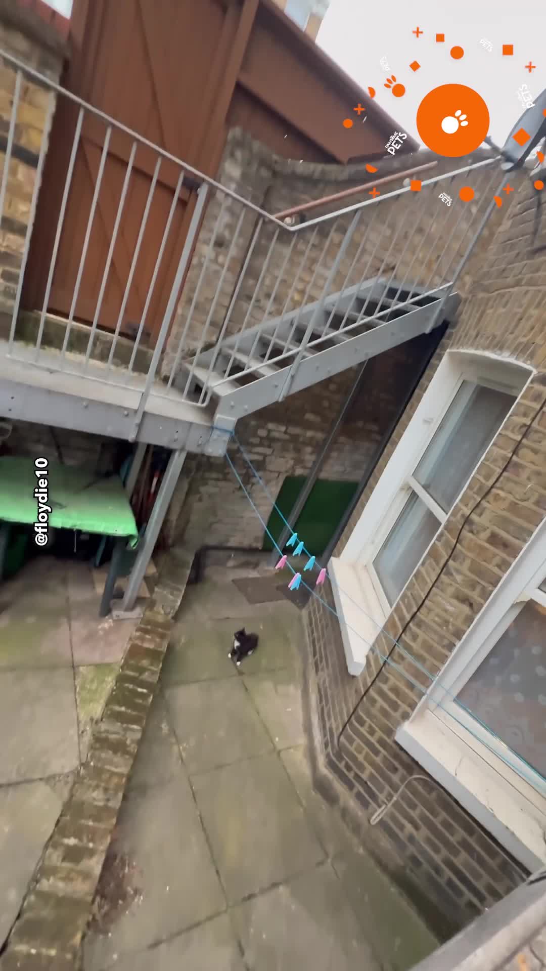Tiny kitten trapped after falling from second-floor window