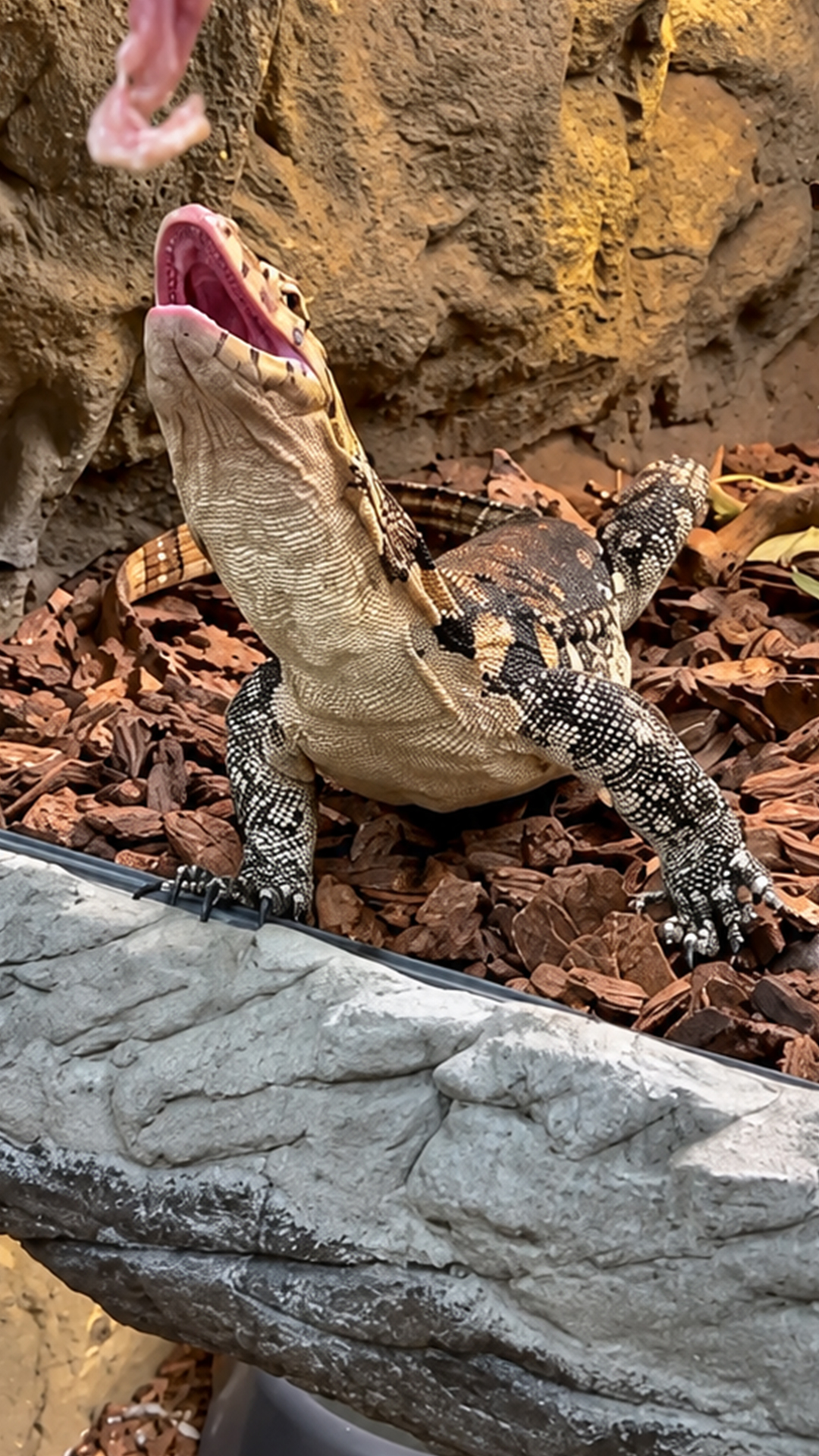 Why monitor lizards guard their food so closely