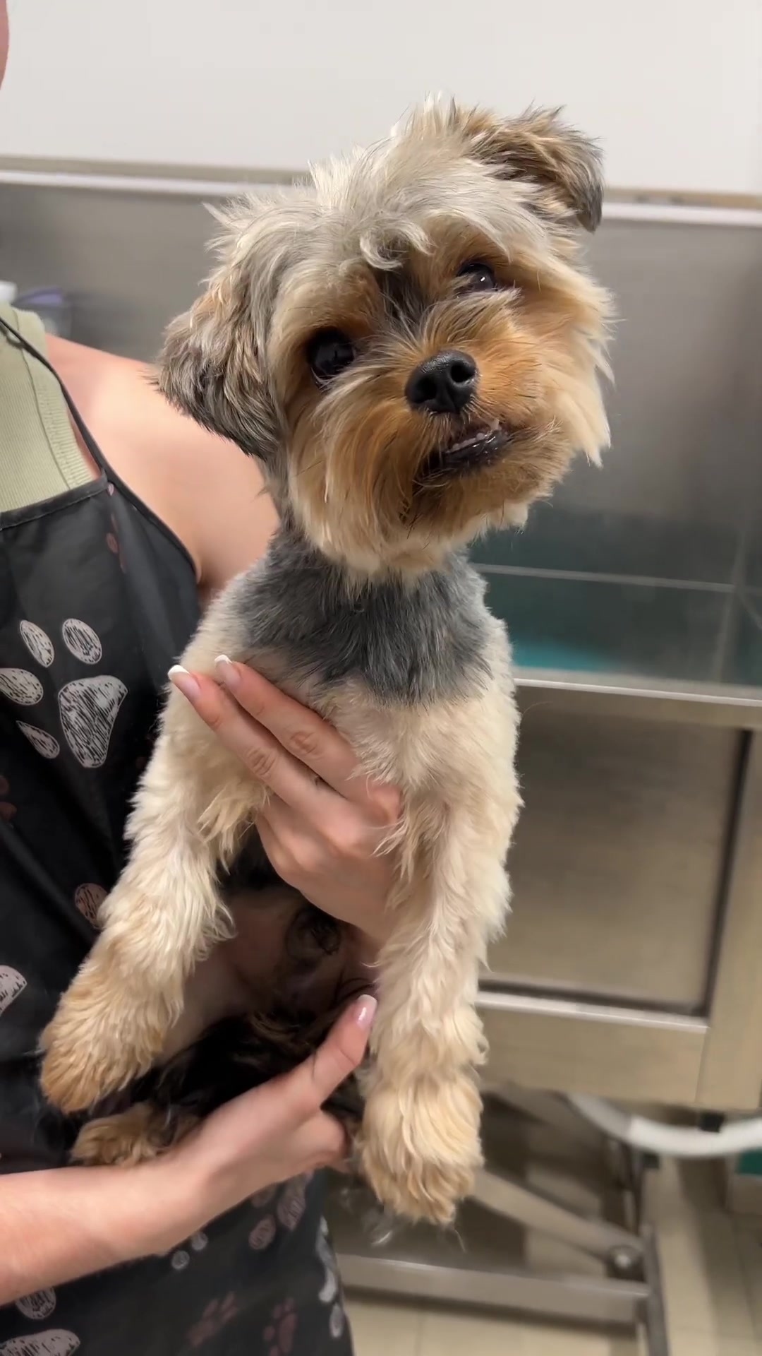 Yorkshire terrier gets an adorable makeover | Cute dog grooming ...