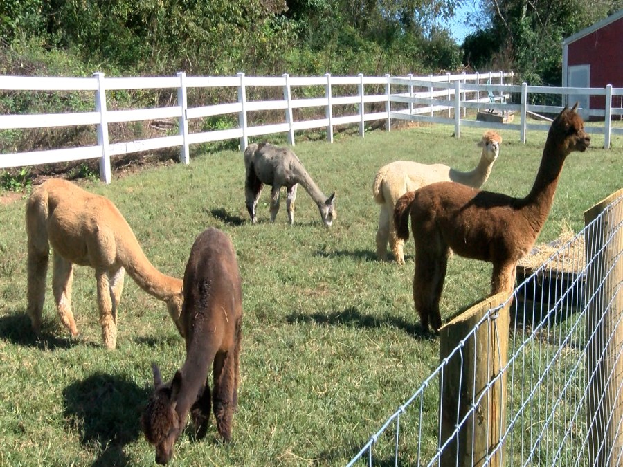 Holmestead Farms celebrates National Alpaca Day, Saturday