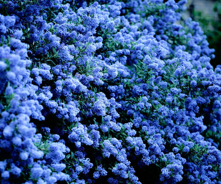 Want more privacy next year? Plant these 6 hedges in fall for natural ...