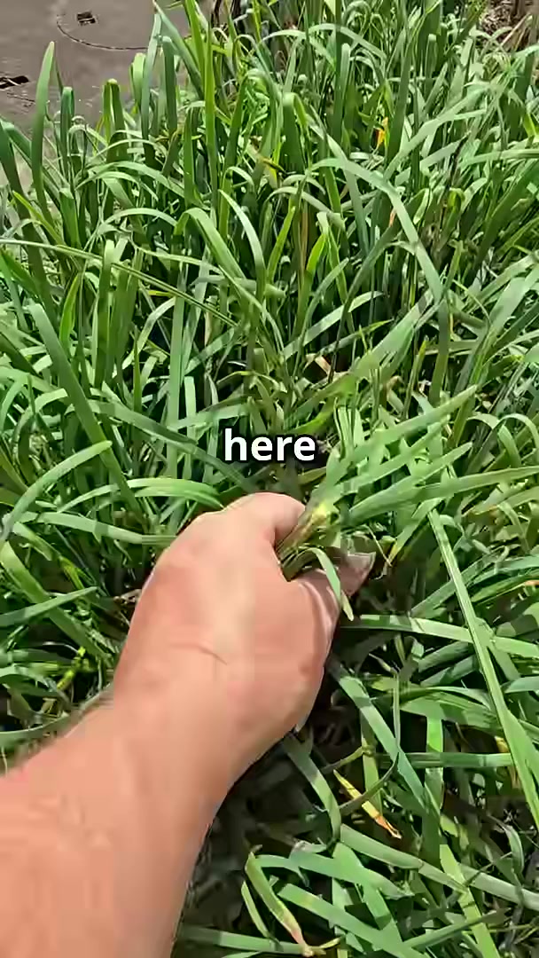 Fantastic garlic chives grow all year round