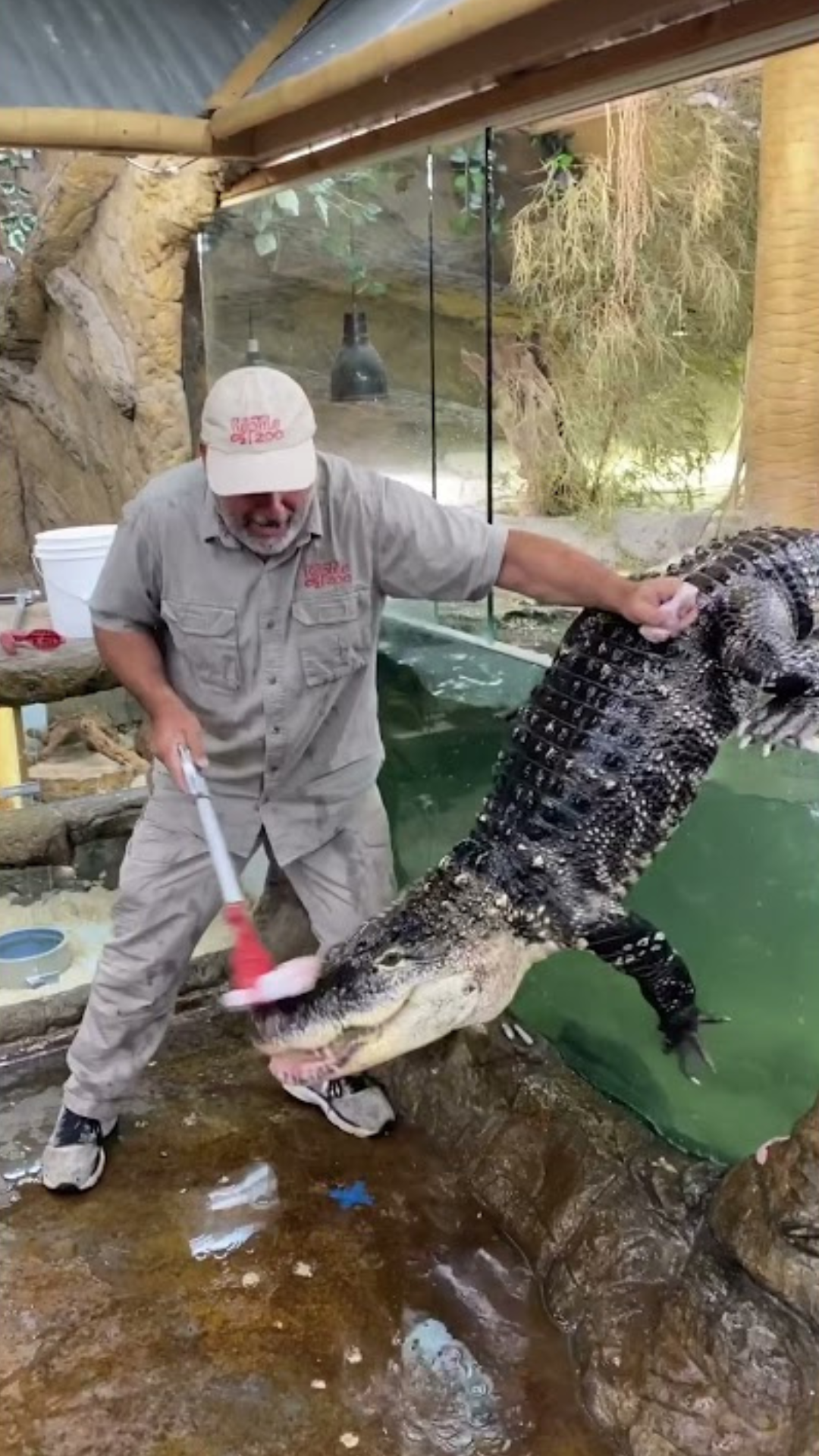 The most laid-back alligator escape in zoo history
