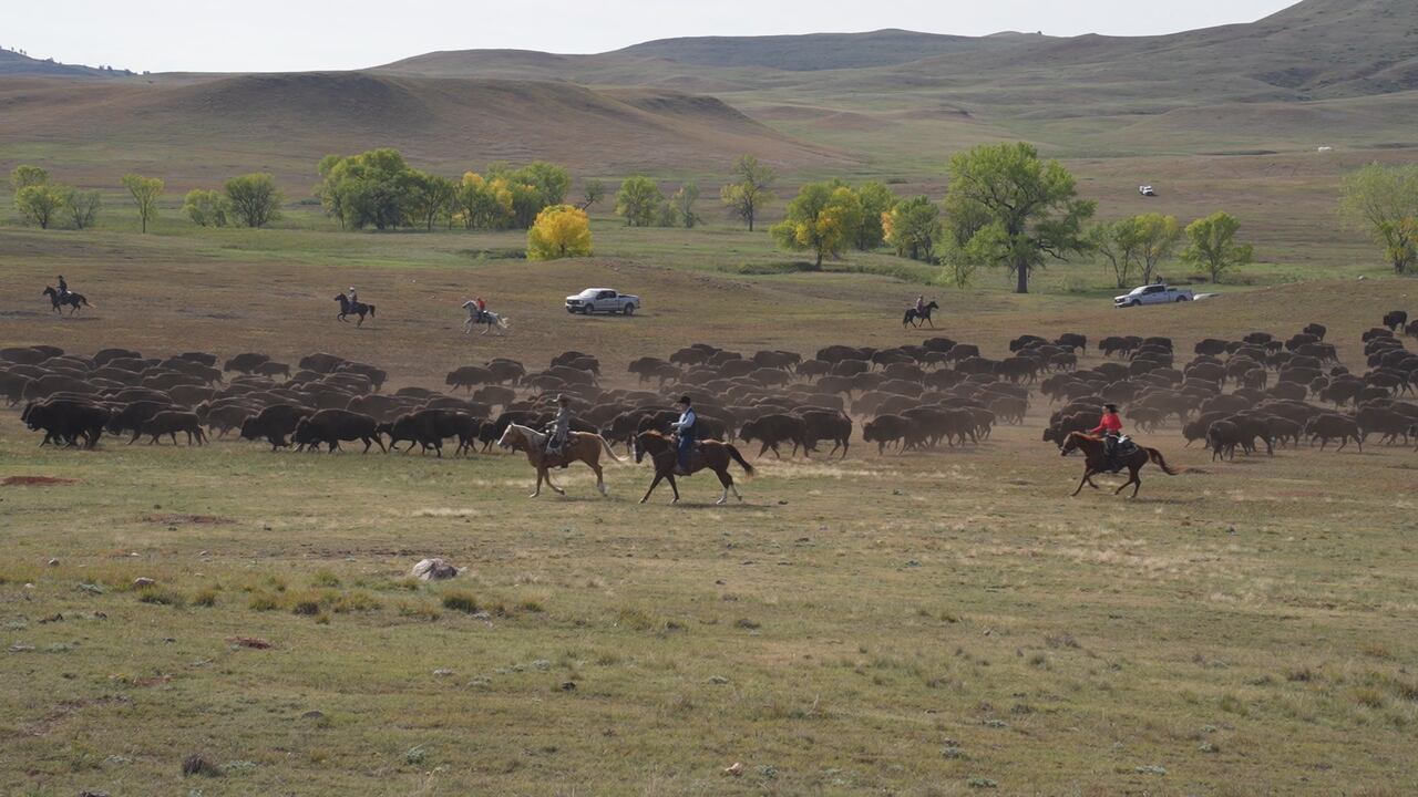 Custer State Park buffalo roundup draws crowds for 61st year