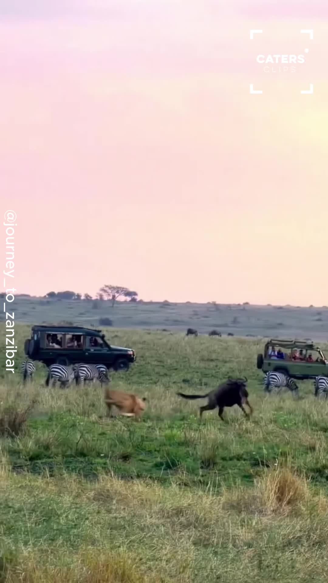 Lioness targets wildebeest before things take an unexpected turn