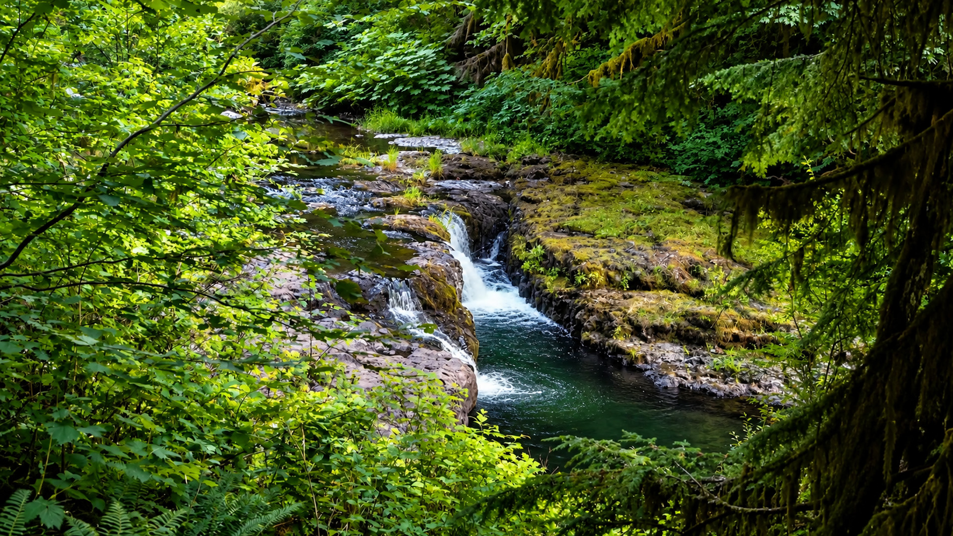 Silver Falls State Park Oregon forest and waterfalls (4K)