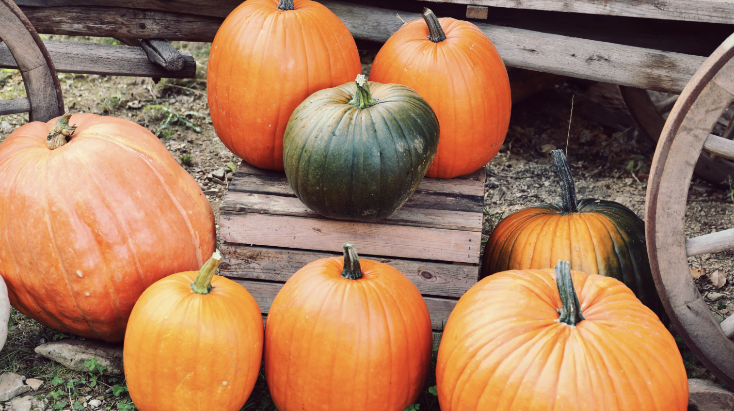 Revere’s fall festival returns with live music, food trucks, & family fun