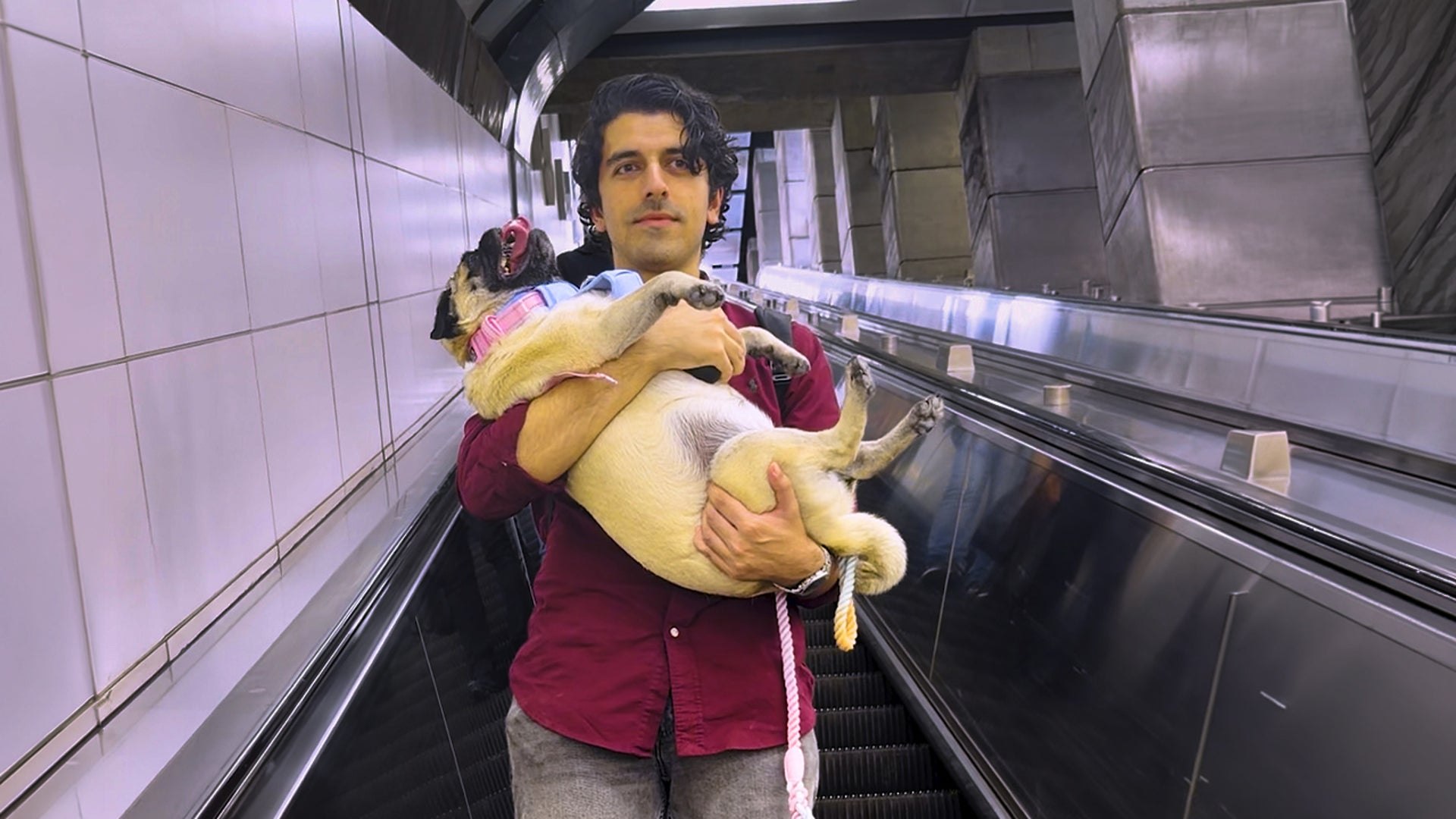 Stubborn pug convinces pet sitter to carry her