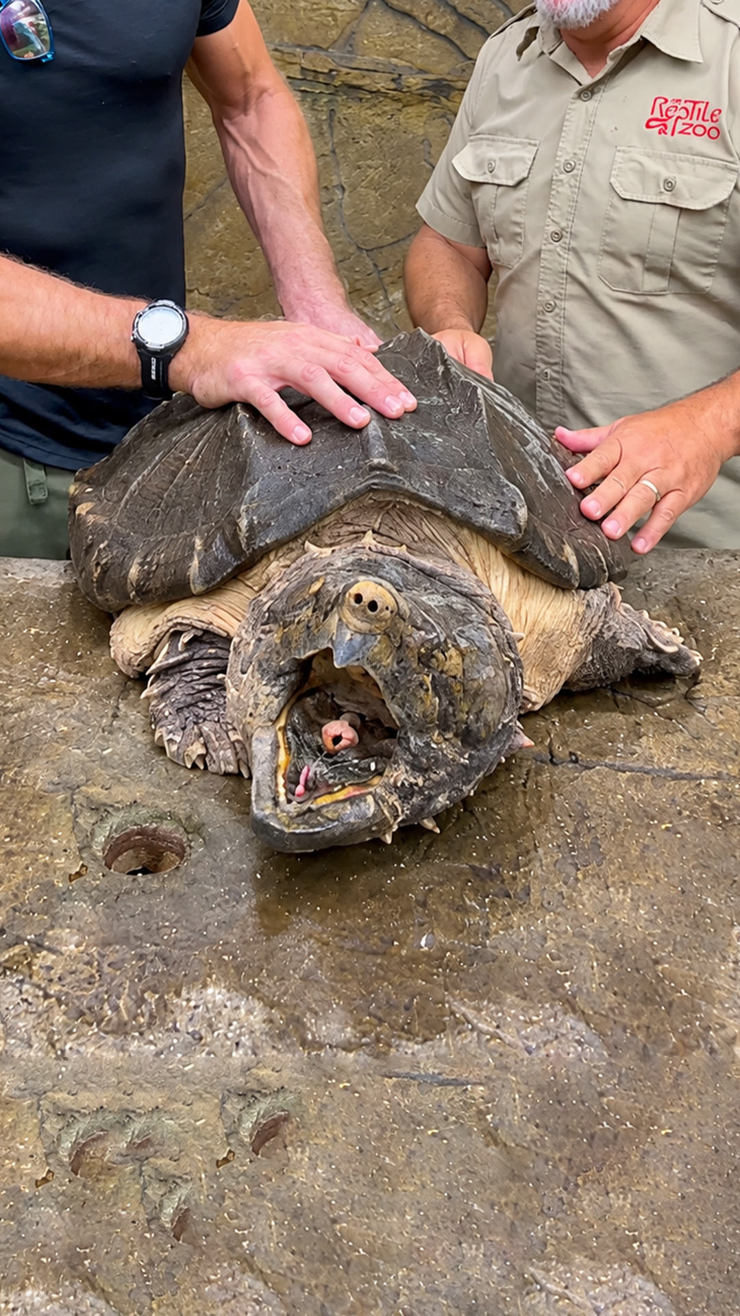 Watch a turtle crush a wooden broomstick instantly