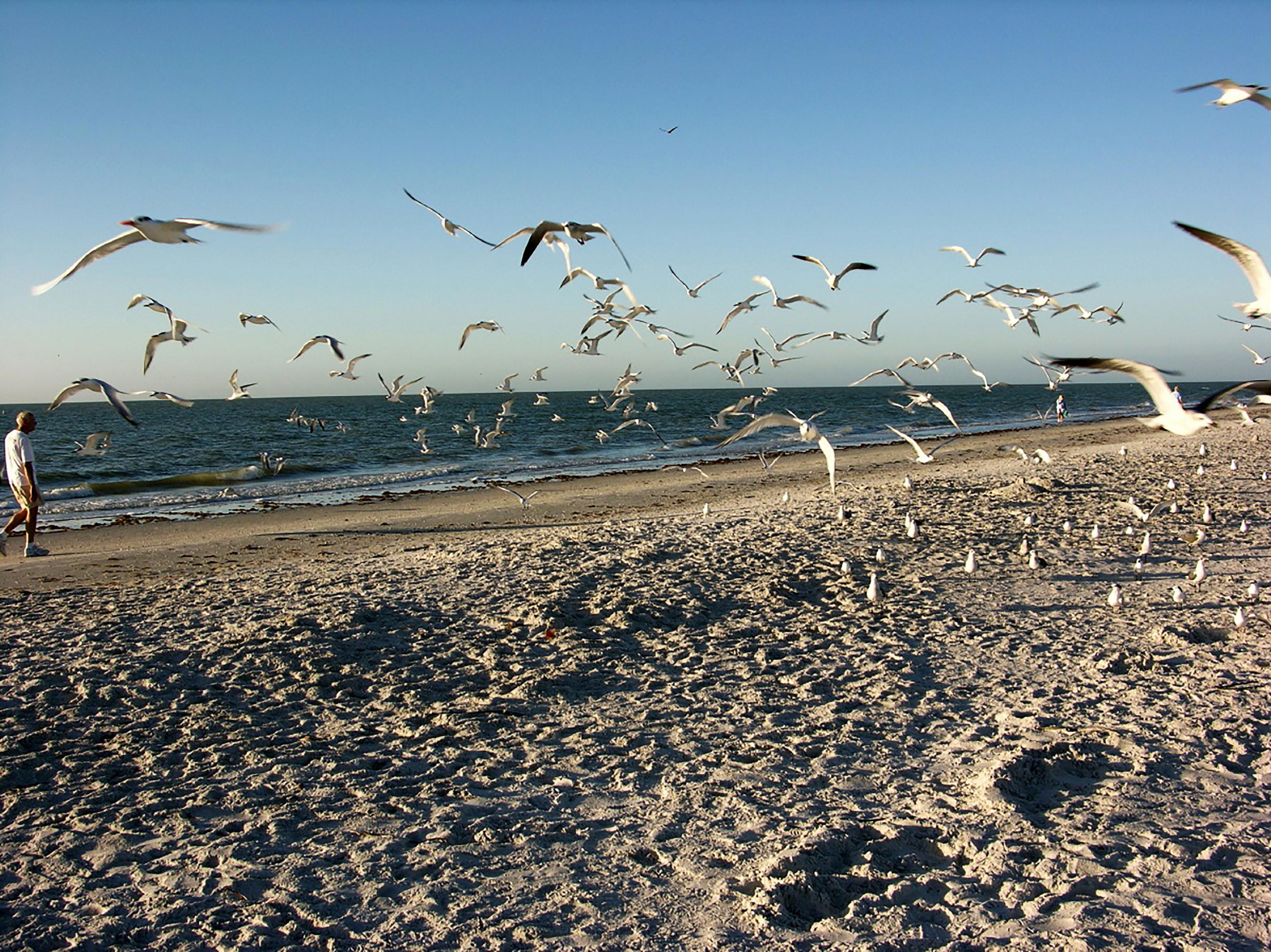 Fall brings events, festivals; Sanibel praised; Island Hopper ends today