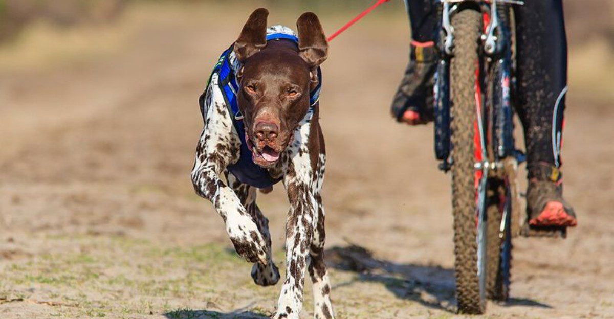 Some dogs enjoy running – these breeds were practically designed around it