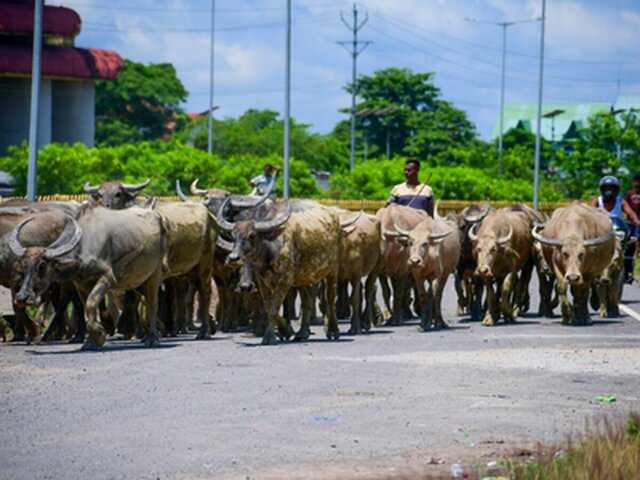 Centre to launch livestock insurance portal to support farmers