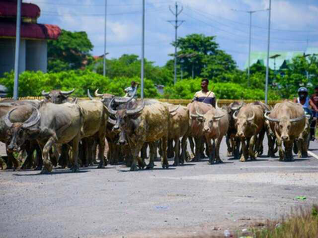 Centre to launch livestock insurance portal to support farmers