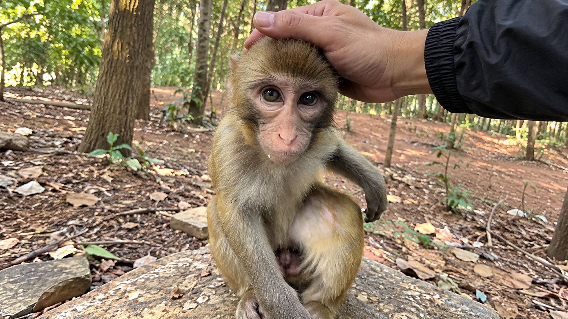 Little monkey looks calm while a human touches its head