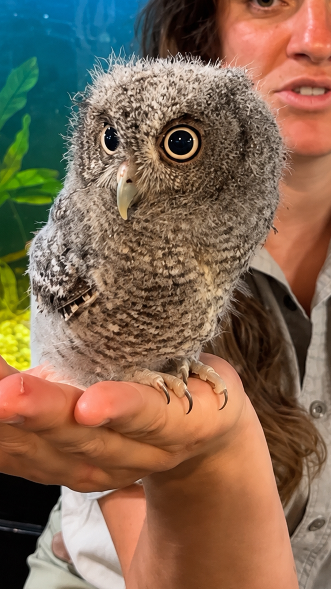Saving a tiny screech owl found inside a tree being cut
