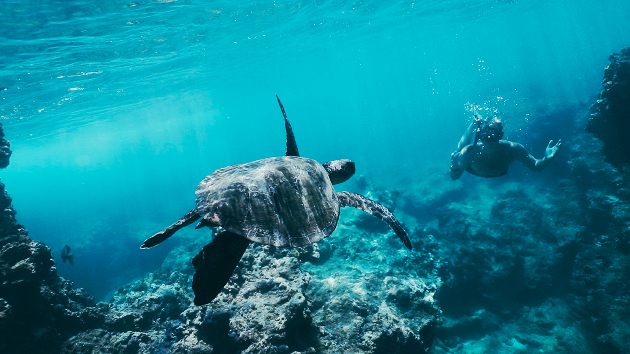 I filmed underwater and spotted a very old turtle