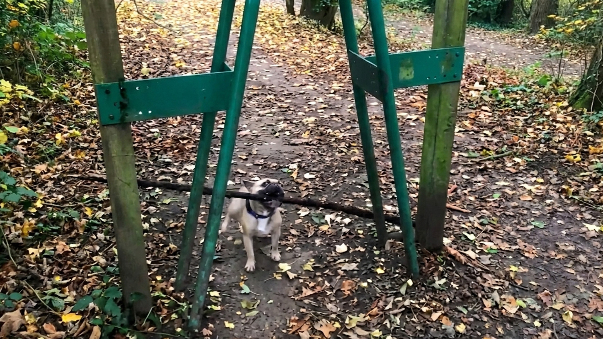 Small dog picks a stick far bigger than expected