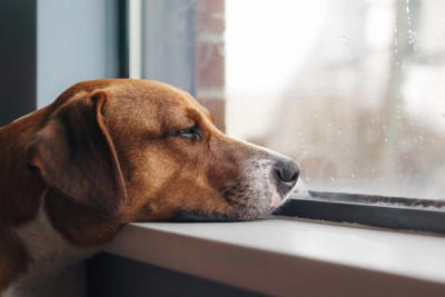 犬が『捨てられた』と勘違いしてしまう行動7選 愛犬を悲しませる絶対NG行為や不安にさせないために意識すべきことまで