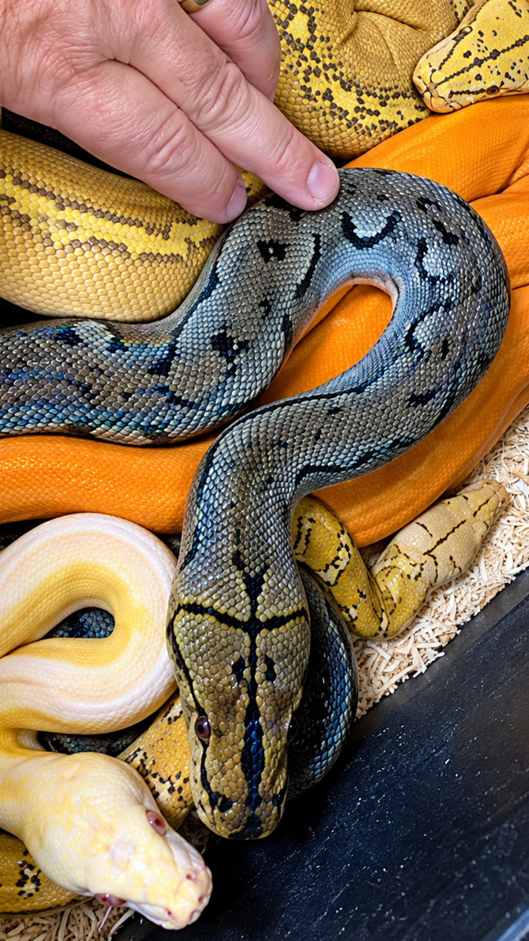 Rainbow of pythons: which one is the prettiest