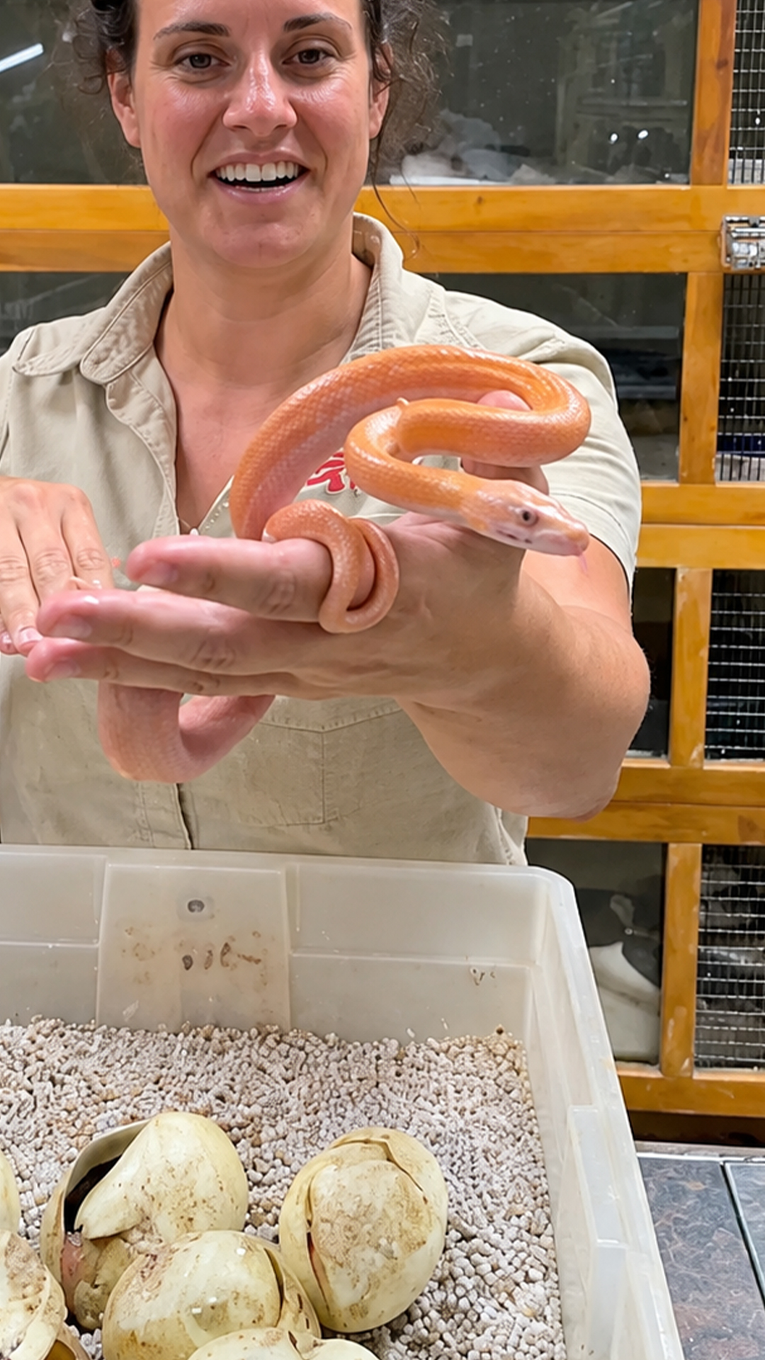 Adorable baby hatchling snake catches handlers with a bite