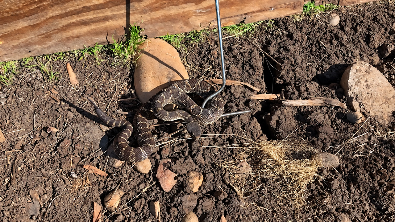 This wild snake hunt delivers rattlesnakes and a kingsnake