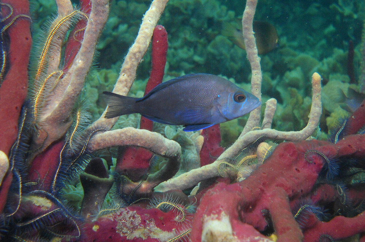 DNA reveals chemosynthesis genes in bacteria living on coral reef fish ...