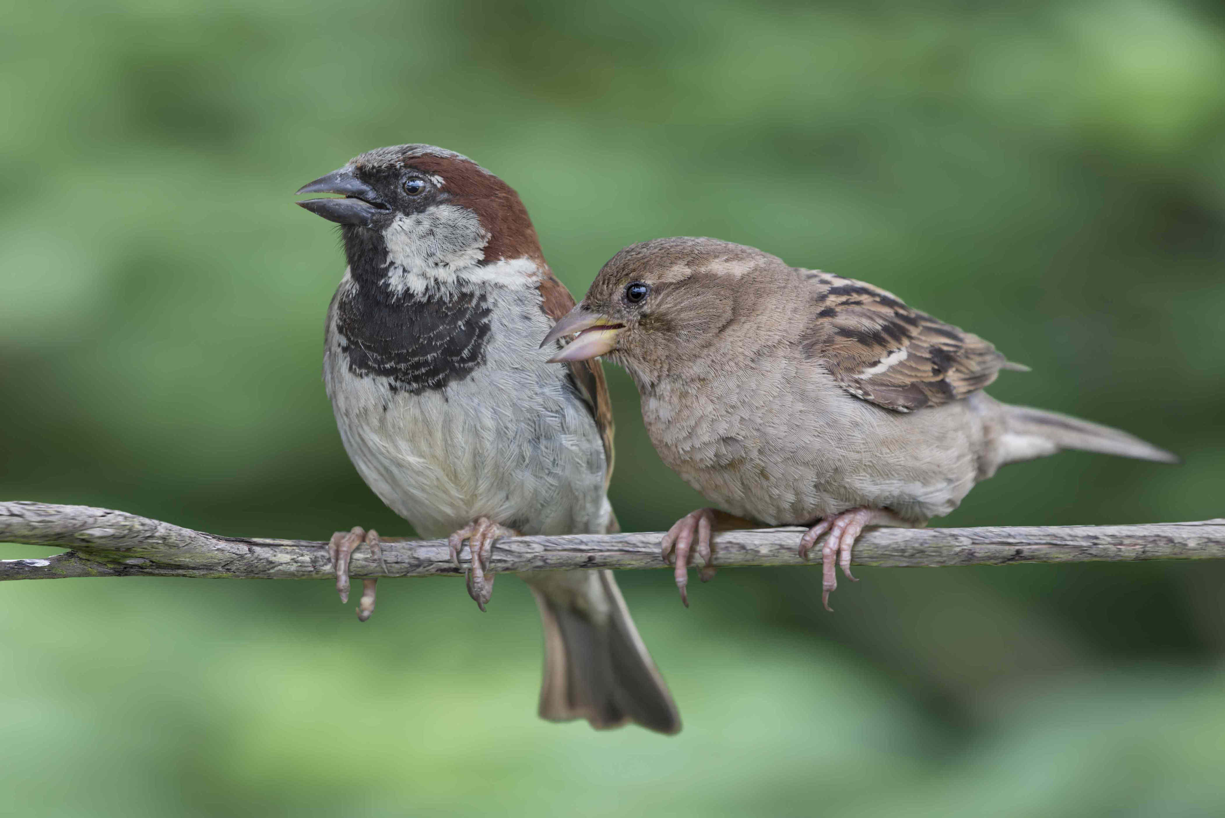 How to identify house sparrows—and why they’re a threat to native birds