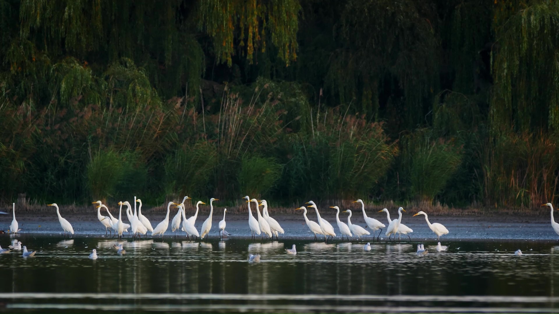 Elegant great egrets congregate along a quiet lakeshore