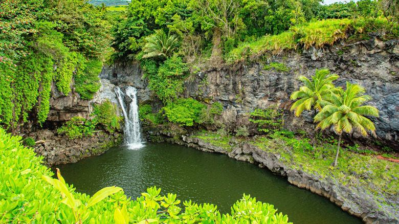 Visiting Hawaii's waterfalls may give you a glimpse of a fish doing the ...