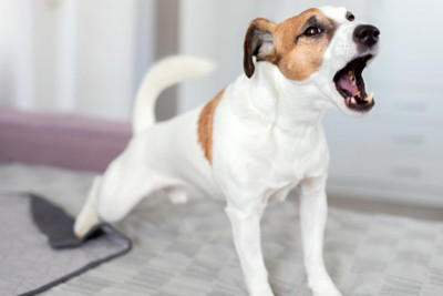 犬が『捨てられた』と勘違いしてしまう行動7選 愛犬を悲しませる絶対NG行為や不安にさせないために意識すべきことまで