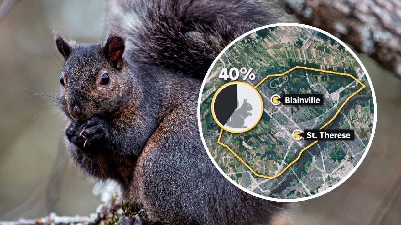 Montreal squirrels change their coat colour depending on neighbourhood ...