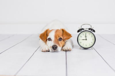 犬が『捨てられた』と勘違いしてしまう行動7選 愛犬を悲しませる絶対NG行為や不安にさせないために意識すべきことまで