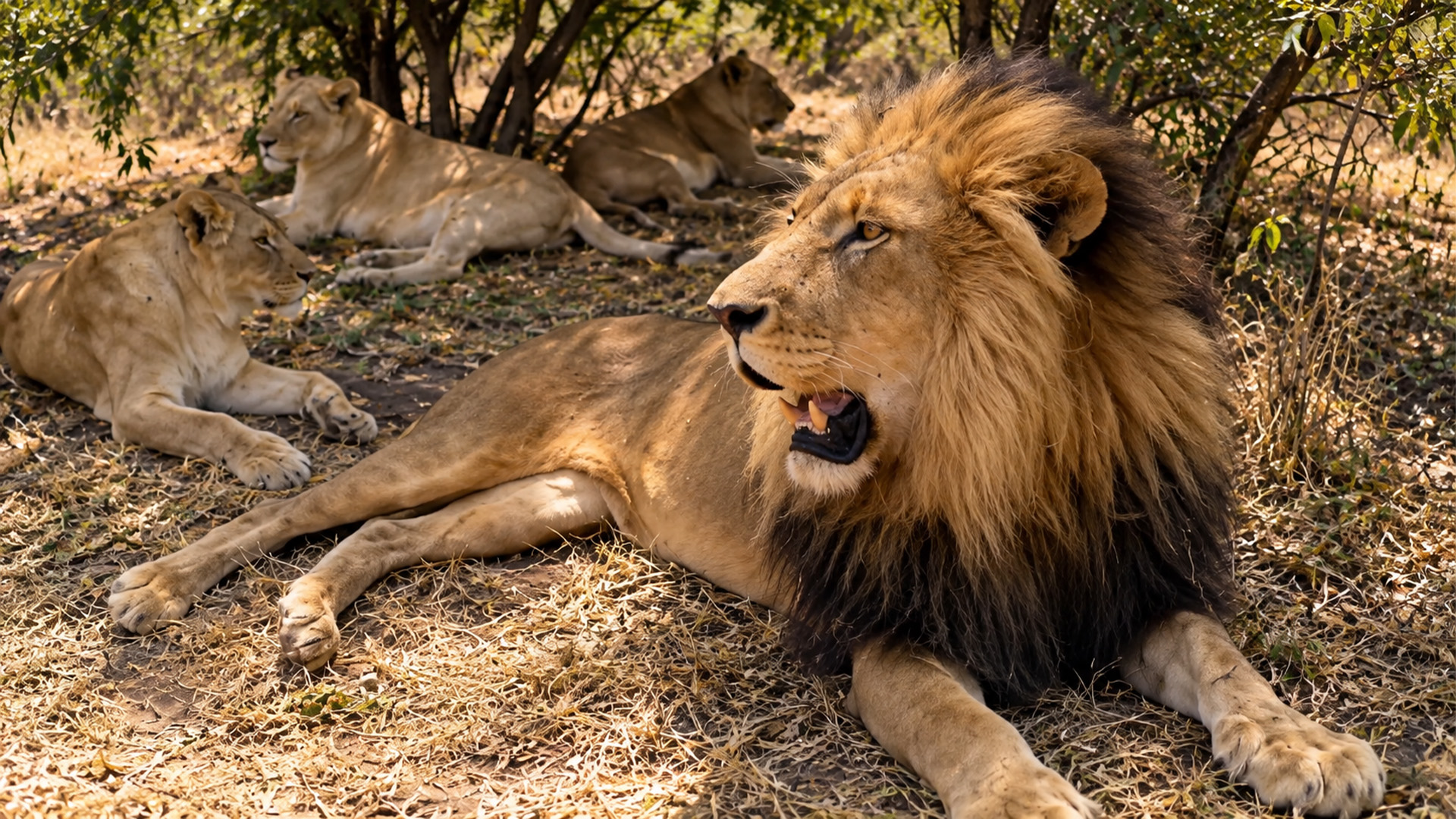 The social rules of a lion pride
