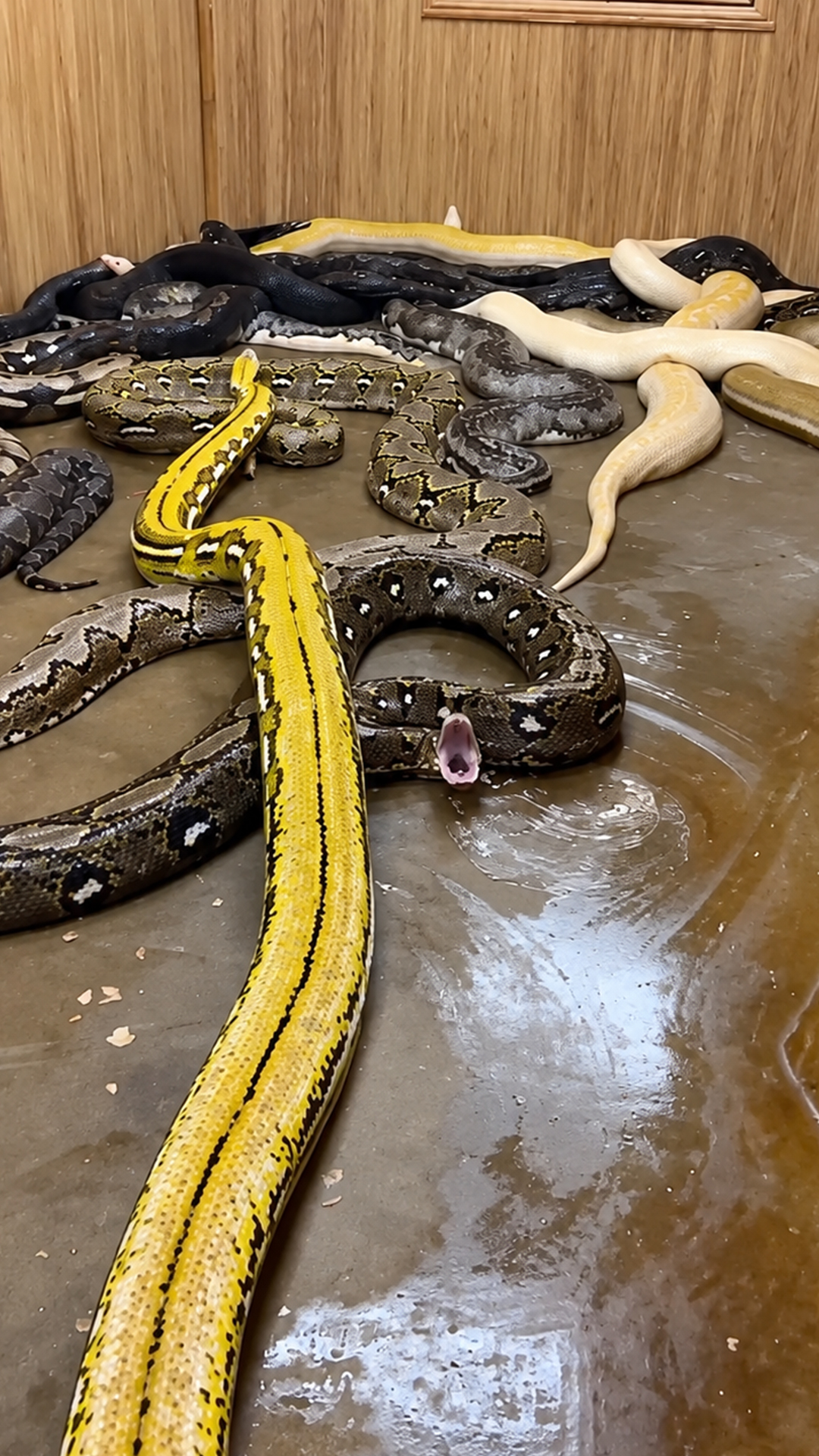 Huge snake needs plenty of room to make its way past