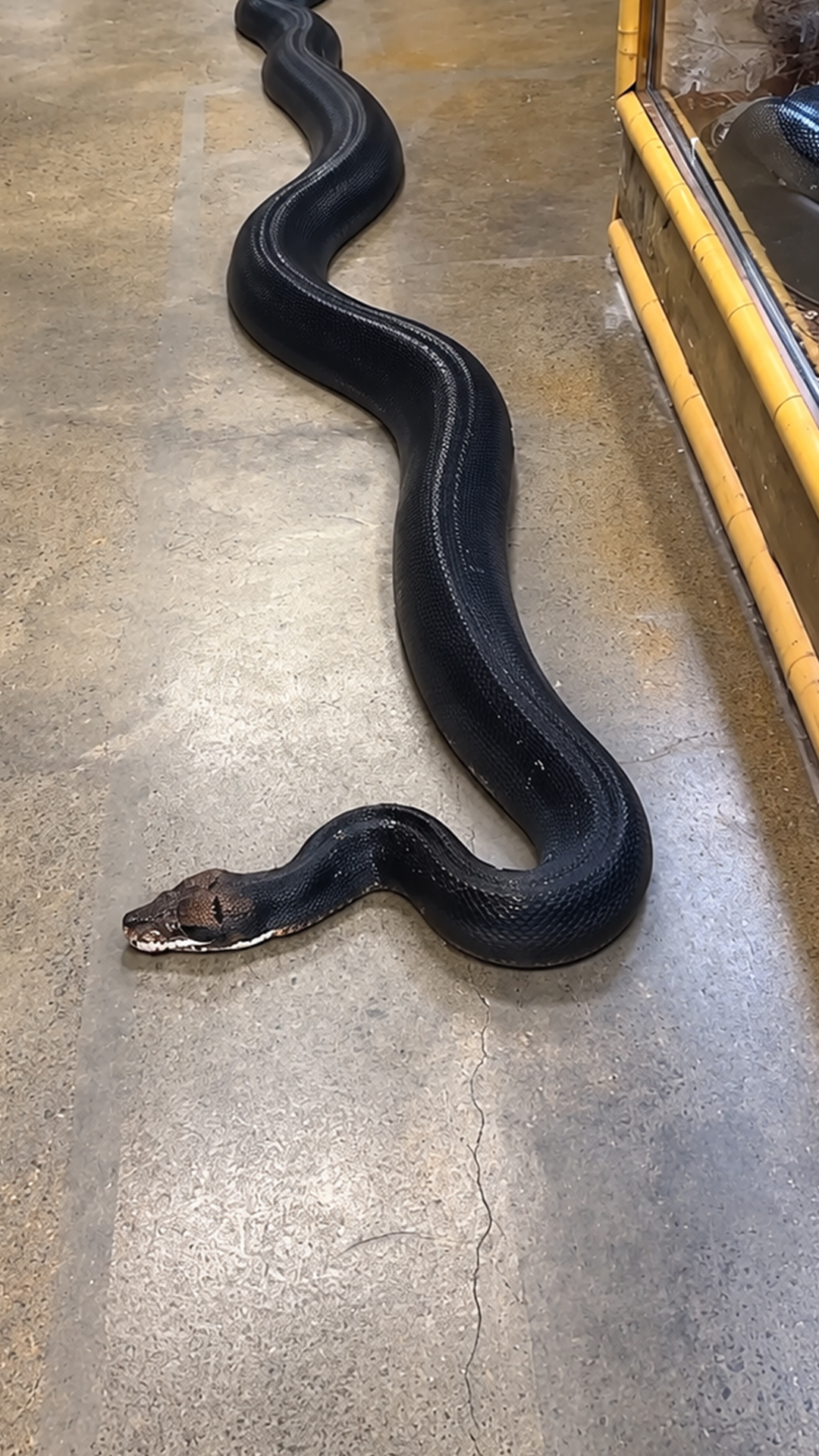 Time to pull out the tape measure for a giant growing snake