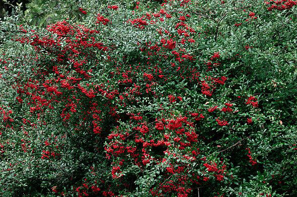 I'm a gardening expert - plant these five drought-resistant plants ...