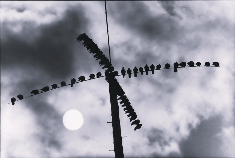Birds! Storms! Escalators! Readers tell us what scared them as kids
