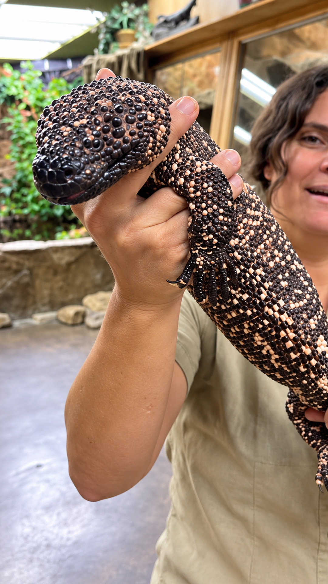Holding a rare venomous beaded lizard